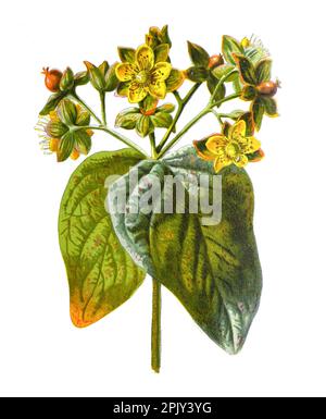 Tutsan oder Hypericum androsaemum Blume. Hrubby StJohn's Wort oder süß-bernsteinfarbene Blume. Antike handgezeichnete Vintage Feldblumen Illustration. Stockfoto