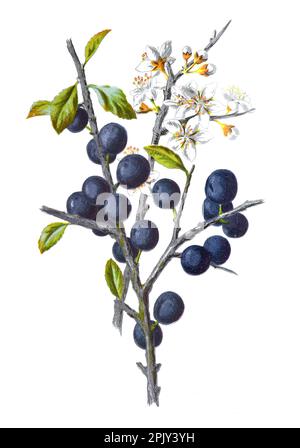 Schwarzdorn oder Prunus spinosa Blume. Oder Schlochblume. Antike Hand gezeichnete Feldblumen Illustration. Vintage und antike Blumen Illustration. Stockfoto