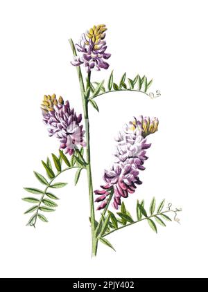 Getuftete Wicke oder Vicia cracca-Blüte. Oder getuftete Wicke, Kuh Wicke, Vogelwicke, blaue Wicke, boreale Wicke Blume. Vintage handgezeichnete Feldblume. Stockfoto