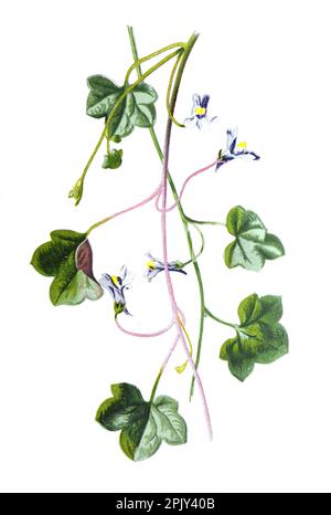 Efeublättrige oder Krötenflachsblume. Cymbalaria muralis Blüte. Kenilworth Evy, coliseum Evy oder Oxford Evy oder Mutter von Tausenden. Pflanzendarstellung. Stockfoto