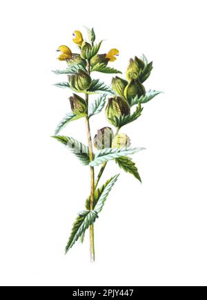 Trifolium campestre, auch bekannt als Hopfentrefoil oder Feldklee oder Low-Hop-Kleeblüte. Vintage Hand gezeichnete Feldblumen Illustration. Stockfoto