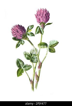 Rote Klee oder Trifolium pratense Heilpflanze. Antike handgezeichnete Feldblumen Illustration. Alte und antike Wildblumen. Stockfoto