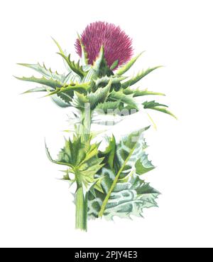 MilkThistle oder Silybum marianum oder Cardus marianus, Mariendistel oder Segensdistel oder Mariendistel, Mariendistel, Sai. Blume. Abbildung. Stockfoto