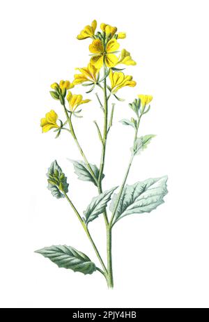 Sinapis arvensis, der charlock-Senf, Feldsenf, Wildsenf oder charlock-Familie der Brassicaceae-Blüte. Handgezeichnete Vintage-Illustration. Stockfoto