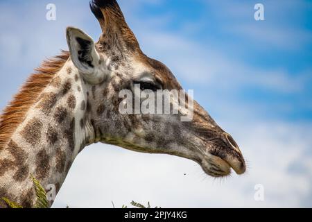 Giraffen in Savannah, im Imire Rhino & Wildlife Conservancy National Park, Simbabwe Stockfoto