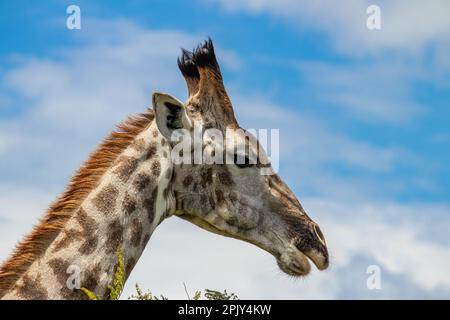 Giraffen in Savannah, im Imire Rhino & Wildlife Conservancy National Park, Simbabwe Stockfoto