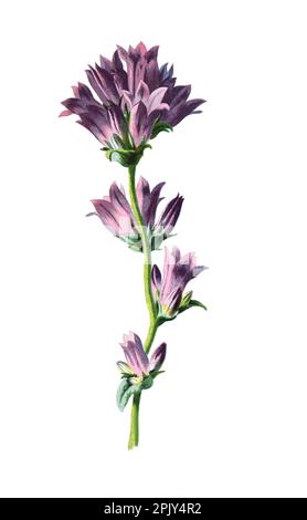 Campanula glomerata oder geclusterte Glockenblume oder Dane's Blut. Vintage Hand gezeichnete wilde Feldblumen Illustration. Stockfoto