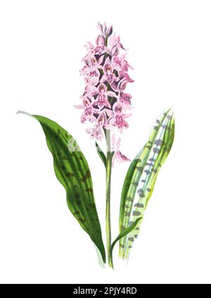 Orchis mascula, die frühe violette Orchidee, frühfrühlingshorchis oder gefleckte orchideen. Vintage Hand gezeichnete wilde orchisblume. Orchis mascula Illustration. Stockfoto