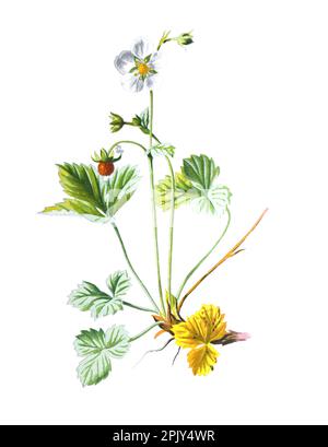 Erdbeeren- oder Fragarienblüte. Erdbeerpflanze. Antike handgezeichnete Feldblumen Illustration. Vintage Hand gezeichnete wilde Blume Illustration. Stockfoto