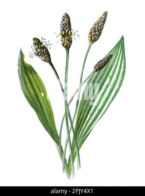 Plantago lanceolata oder Rippenwebel, schmalblättrige Kochbanane, englische Kochbanane, Ribleaf, Zitat brauchte Lammzunge. Vintage handgezeichnete Wildblume. Stockfoto