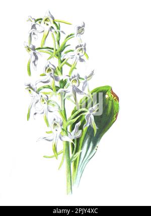 Schmetterling orchis oder Psychopsis oder Planthera. Antike handgezeichnete Feldblumen Illustration. Vintage Hand gezeichnete wilde orchis Illustration. Stockfoto
