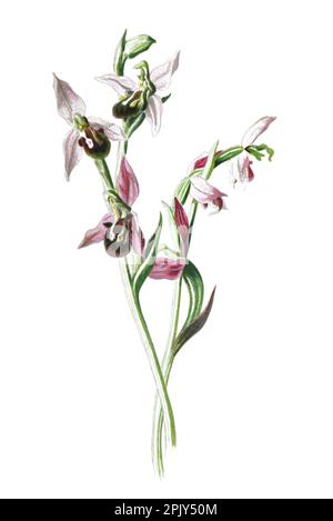 Bienenorchidee oder Cottonia peduncularis. Antike handgezeichnete Feldblumen Illustration. Vintage Hand gezeichnete Wild Field Orchidee Illustration. Stockfoto