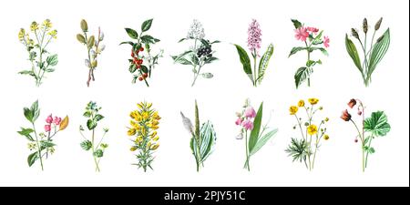 Wilde Thistle Sammlung von schönen wilden Felddisteln, krautigen blühenden Pflanzen, blühenden Blumen, Vintage Hand gezeichnete wilde Blume Illustration. Stockfoto