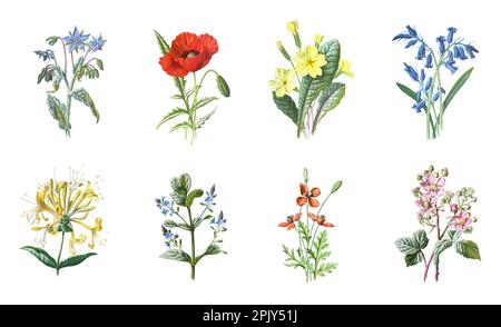 Sammlung von Wildblumen. Schöne wilde Feldkräuter, krautige blühende Pflanzen, Vintage Hand gezeichnetes Wildblumenposter. Blumenillustrationen. Stockfoto
