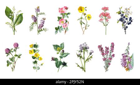 Große wilde Blumen Sammlung von schönen wilden Feldkräutern, krautige blühende Pflanzen, Vintage Hand gezeichnetes Wildblumenposter. Abbildung. Stockfoto