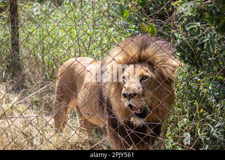 Mächtiger Löwe in der Savanne in der Natur, Alpha männlich im Imire National Conservation Park, Simbabwe Stockfoto