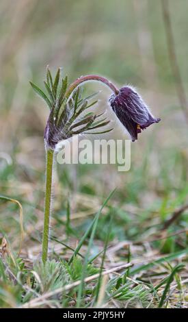 Pulsatilla pratensis, die kleine Pasqueblume Stockfoto