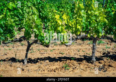 Centro del Vino Condado de Huelva Bollullos par del Condado, Provinz Huelva, Region Andalusien, Spanien. Befindet sich in einem der repräsentativsten Stockfoto