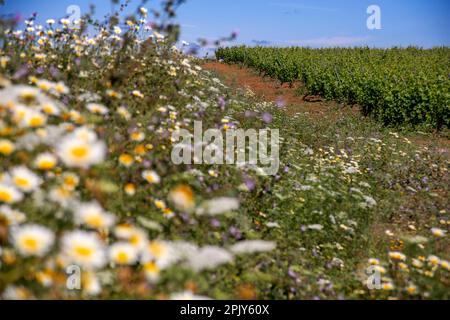 Centro del Vino Condado de Huelva Bollullos par del Condado, Provinz Huelva, Region Andalusien, Spanien. Befindet sich in einem der repräsentativsten Stockfoto