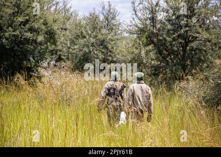 Rangers bewaffnet mit Waffen im Tierschutzpark in Simbabwe, in Imire Rhino & Wildlife Conservancy Stockfoto