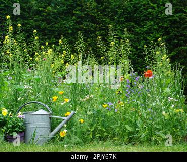 Wunderschöne Wildblumen auf einer grünen Wiese. Im Hochsommer. Mit Eisenkanne. Für Schmetterlinge und Bienen interessant. Gemütliches Blumenhäuschen. Stockfoto