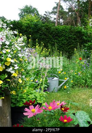 Wunderschöne Wildblumen auf einer grünen Wiese. Im Hochsommer. Mit Eisenkanne. Für Schmetterlinge und Bienen interessant. Gemütliches Blumenhäuschen. Stockfoto