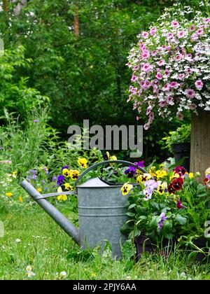 Wilde Kräuter und Feldblumen mit eiserner Gießkanne. Englisches Gartenbild im Landhausstil. Gartenkonzept eines ländlichen Gartens. Gut für Insekten. Stockfoto