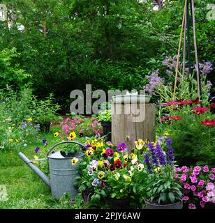 Wilde Kräuter und Feldblumen mit eiserner Gießkanne. Englisches Gartenbild im Landhausstil. Gartenkonzept eines ländlichen Gartens. Gut für Insekten. Stockfoto