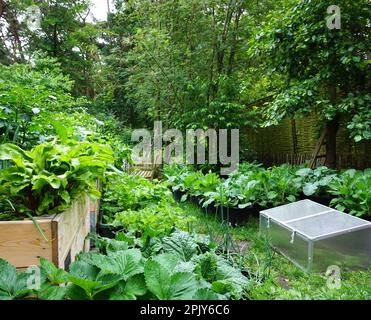 Urbaner Gemüsegarten, englischer Blumengarten schöner und grüner frischer Frühling. Mit eigenem Gemüse. Schöner und dekorativer Stadtgarten. Stockfoto