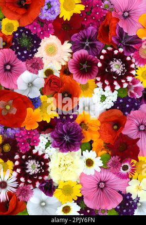 Blumen Wandhintergrund mit erstaunlichen roten, orangefarbenen, rosa, violetten, grünen und weißen Feldern oder Wildblumen, Hochzeitsdekoration, handgefertigte wunderschöne Wildblumen. Stockfoto