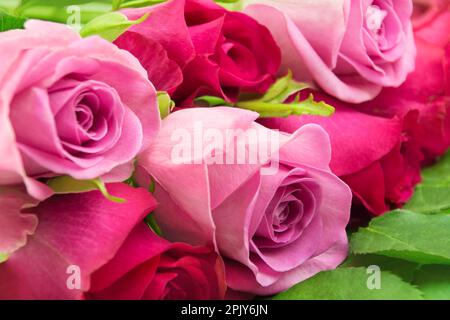 Ein Strauß roter und rosa Rosen aus der Nahaufnahme Stockfoto