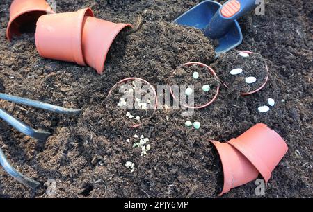 Gartenbau im Freien Blumen im Frühlingsgarten Pflanzen. Mit Töpfen und Gartengeräten auf einem Holztisch mit Bodenhintergrund. Städtischer Garten mit Samen. Stockfoto