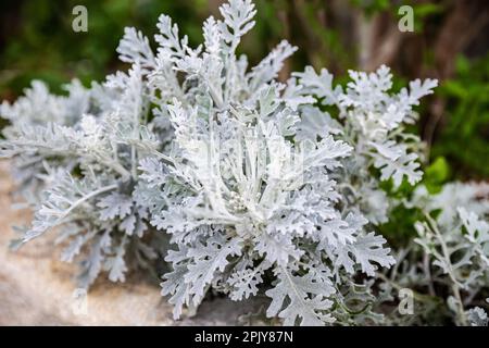 Senecio cineraria oder jacobaea maritima, silberne Ragmaische Zierpflanze im Gartendesign, staubiger Müller Stockfoto