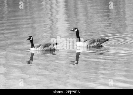 Schwarzweißbild der kanadischen Gänse (Branta canadensis) Stockfoto