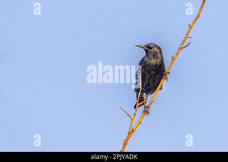 Ein eurasischer Starling, der auf einem Baum sitzt Stockfoto