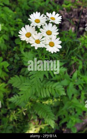 Im Frühling in der Wildnis im Wald blüht tansige Schilde (Tanacetum corymbosum) Stockfoto