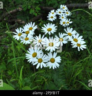 Im Frühling in der Wildnis im Wald blüht tansige Schilde (Tanacetum corymbosum) Stockfoto