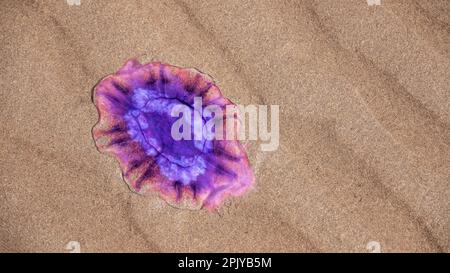 Lila Quallen an einem Sandstrand angespült Stockfoto