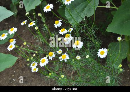 Unparfümierte Kamille (Tripleurospermum maritimum) wächst in der Wildnis unter Gräsern Stockfoto