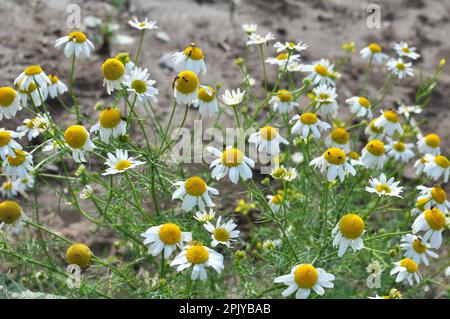 Unparfümierte Kamille (Tripleurospermum maritimum) wächst in der Wildnis unter Gräsern Stockfoto