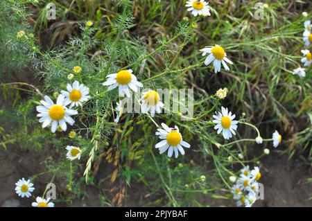 Unparfümierte Kamille (Tripleurospermum maritimum) wächst in der Wildnis unter Gräsern Stockfoto