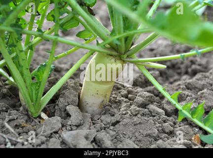 Gemüsekultur Daikon Radieschen wächst auf organischem, offenem Boden Stockfoto