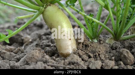 Gemüsekultur Daikon Radieschen wächst auf organischem, offenem Boden Stockfoto