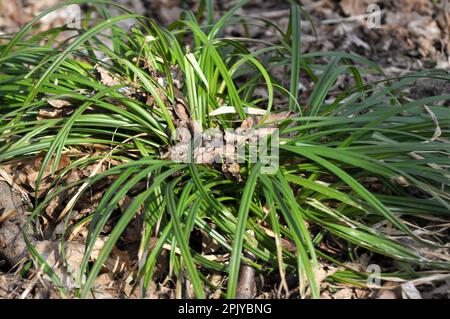 In der Wildnis des Waldes wächst ein haariger Sedge (Carex pilosa) Stockfoto
