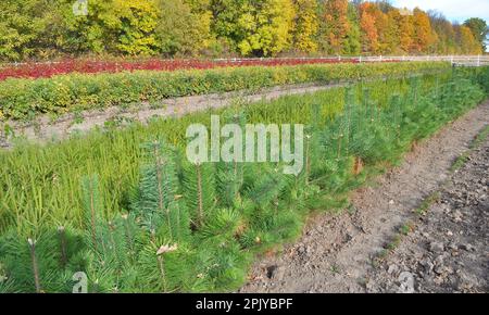 Baumschulen, in denen Waldbäume aus Saatgut angebaut werden Stockfoto