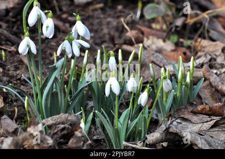 Im Wald in freier Wildbahn blühen Schneeglöckchen im Frühling (Galanthus nivalis). Stockfoto