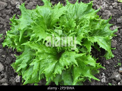 Im offenen organischen Boden wächst Salat (Lactuca sativa) Stockfoto