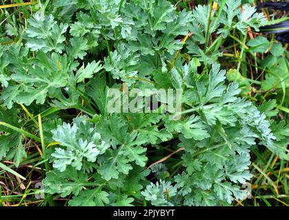 In freier Wildbahn wächst ein bitterer Wurmholz-Busch (Artemisia absinthium) Stockfoto