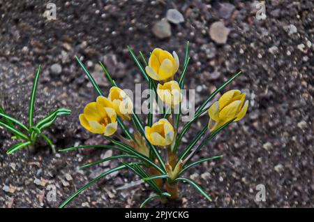 Schöne gelbe Krokus im Frühling im Garten, Sofia, Bulgarien Stockfoto