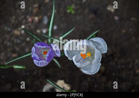 Wunderschöne lila und weiße Frühlingskrokusse im Garten, Sofia, Bulgarien Stockfoto